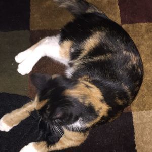 Meet your Posher, Joy